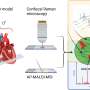 Raman imaging applied to cardiac tissue of Fabry disease model reveals molecular map of lipids in tissue