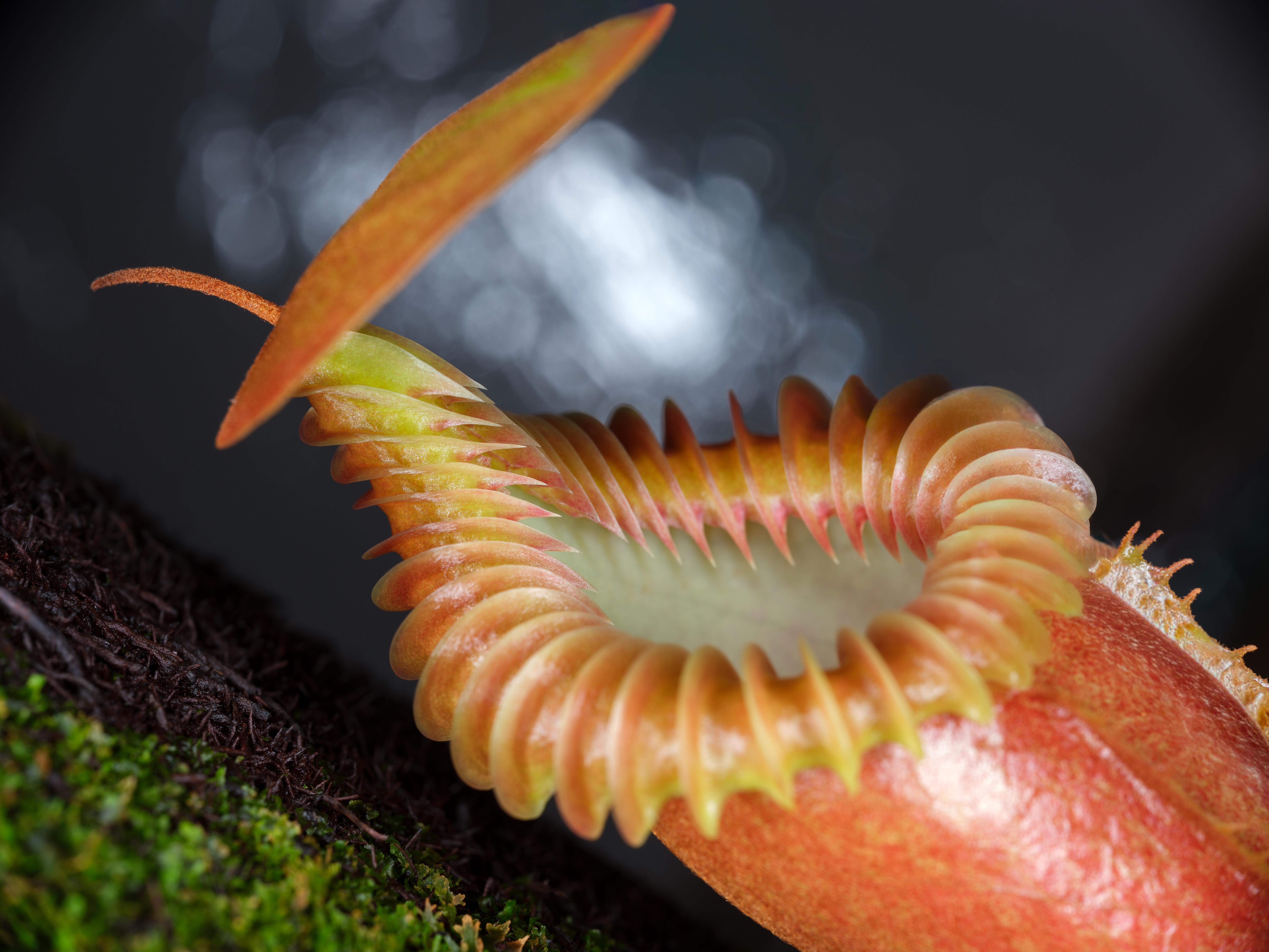 Why this macro photographer shoots carnivorous plants with a 50-year-old Pentax lens