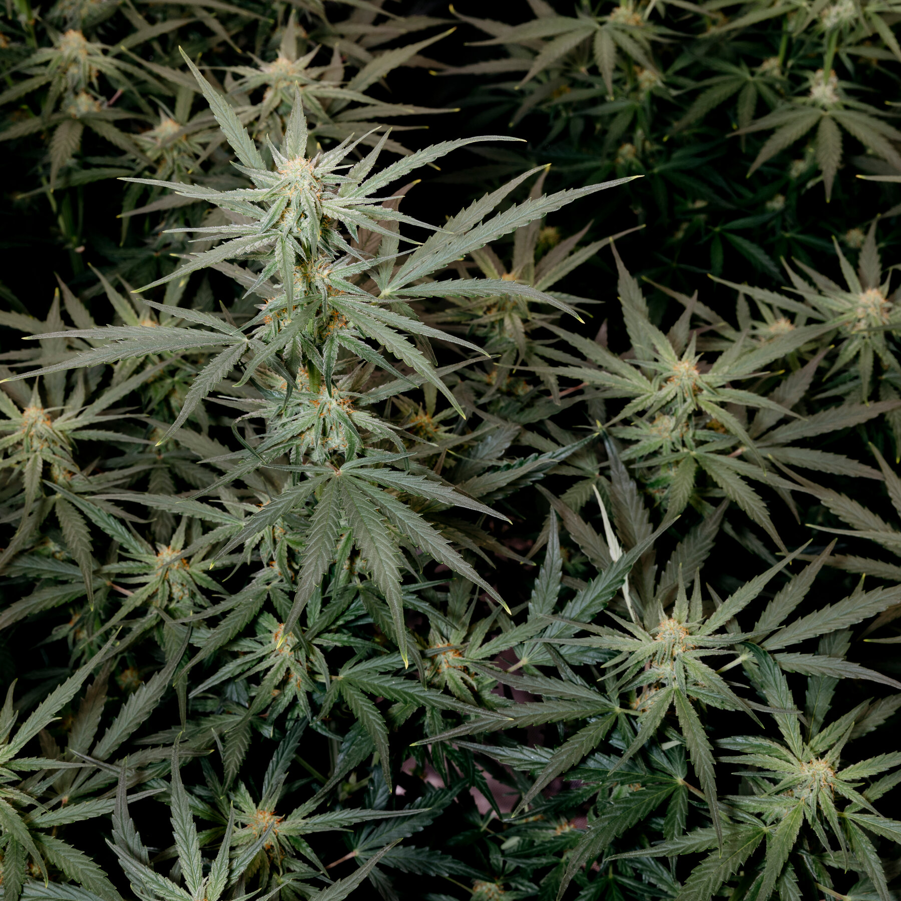 As More Americans Turn to Cannabis, Problem Use Is Increasing
