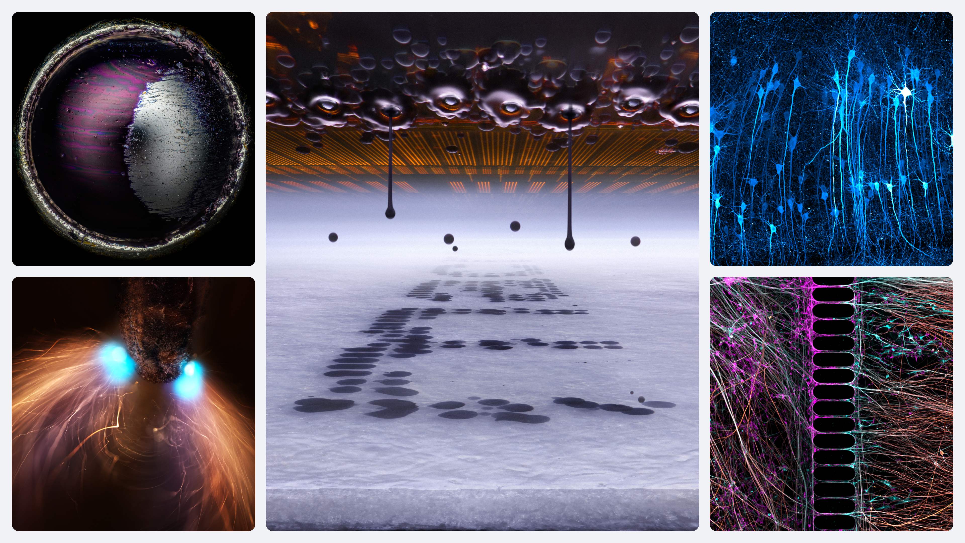 The winner of Nikon’s Small World competition shows the microscopic, magic world of printers