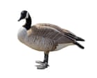 Thursday news quiz: Election news, puppy views, and a very chaotic goose