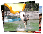 Pig on a water slide and cyclists’ naked protest: photos of the weekend