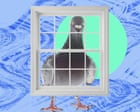 The pest I’ll never forget: the relentless pigeon who stared and stared and ruined my spring