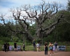 Death of the Major oak should spur tree protection | Letter
