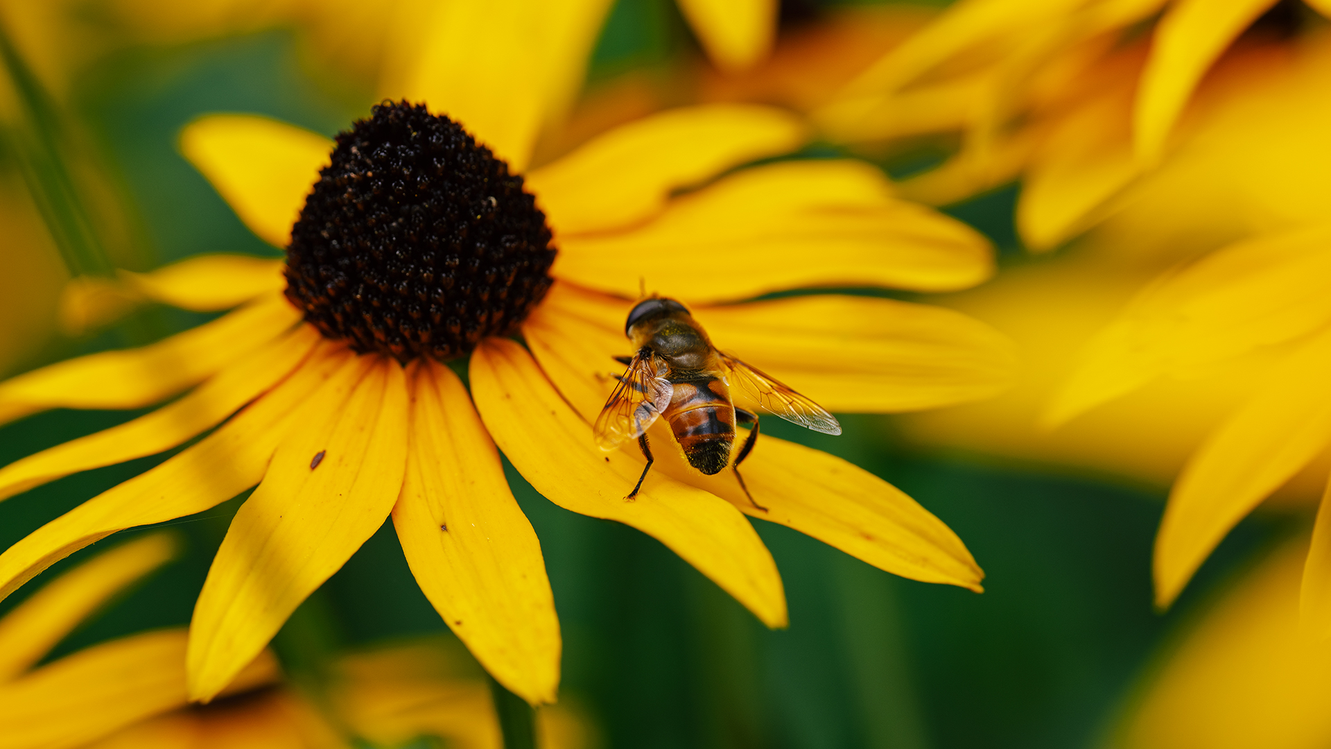 From macro insects to a Magnum legend: 5 image-makers worth following