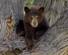 Thursday news quiz: Meta losing face, sugar in space and a bear in the wrong place