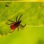 Another tick-borne disease to avoid: Anaplasmosis in Canada