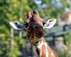 Thursday news quiz: stolen saplings, legal happenings and a missing giraffe