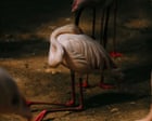 Flamingos, family and fear of nuclear disaster: award-winning photos at C/O Berlin – in pictures