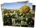 Mouse Tower trekkers and an angry sunflower: photos of the day – Monday