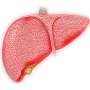 Recommendations developed for preventive care in cirrhosis