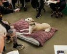At greyhound life drawing, artists try to tackle complicated shapes