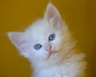 Thursday news quiz: a PM’s nose, a pop star’s clothes, and a kitten with too many toes