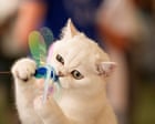 Paws for applause: the Feline Oscars – in pictures