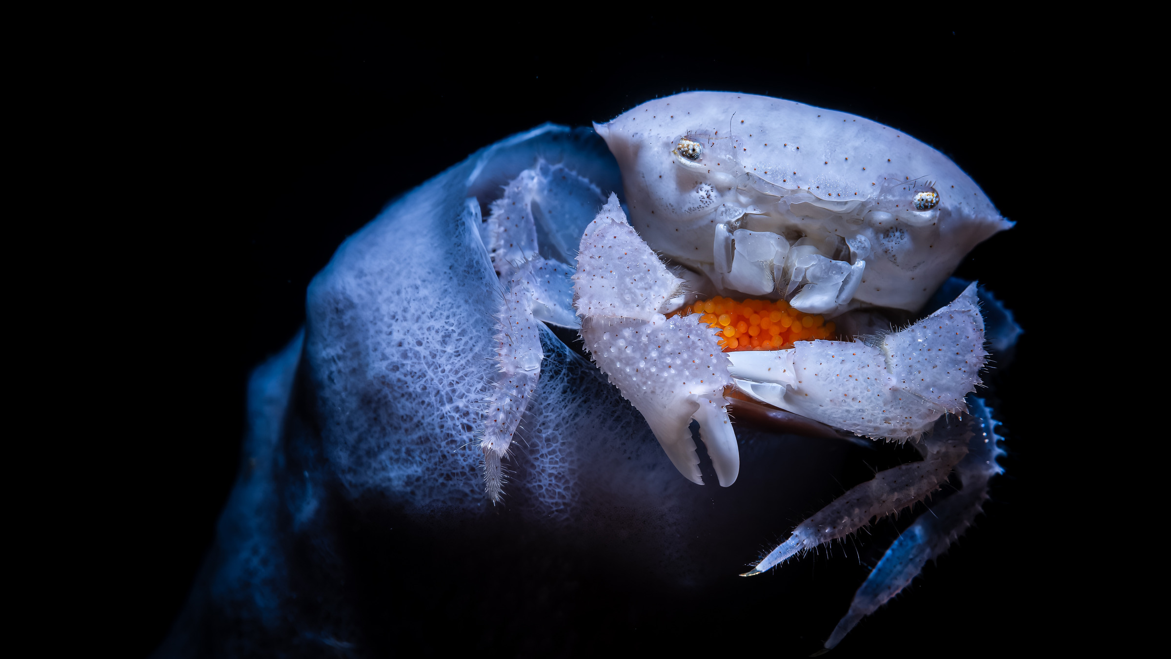 The ocean revealed: see the finalists for Ocean Photographer of the Year 2026