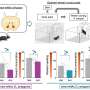 How dopamine modulates brain circuits of motivation in a behavioral addiction model