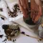 Indigenous Australians want to use cultural medicines more often, but access remains difficult
