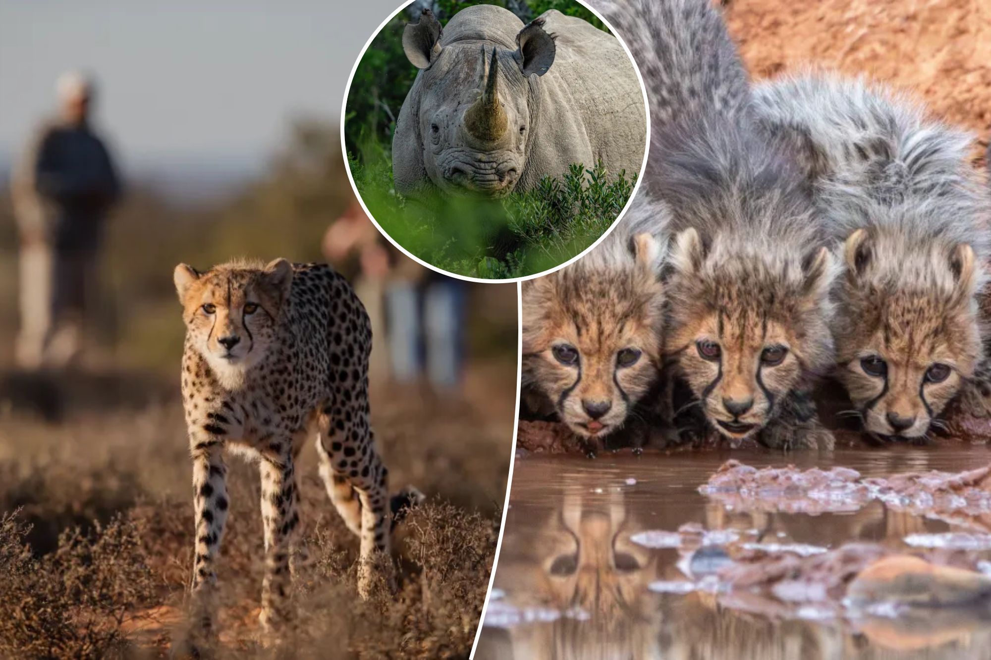 Paw patrol: Inside the only reserve in Africa where you can walk with wild cheetahs