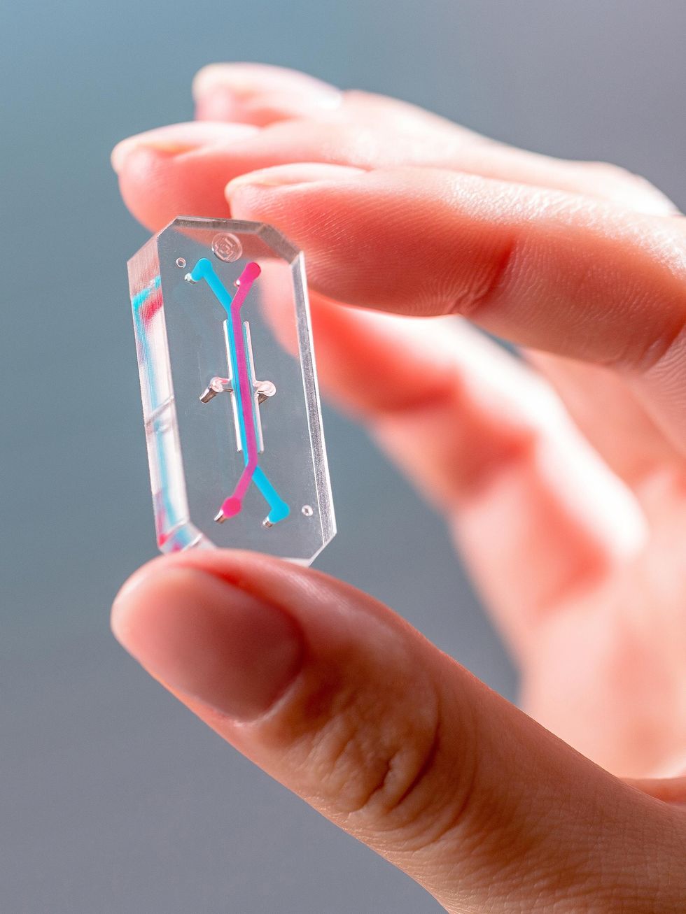Tech to Replace Animal Testing Is Almost Ready. Scientists Are Not