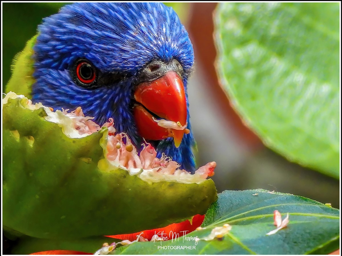 Meet the bird photographer whose go-to camera is the Nikon P950