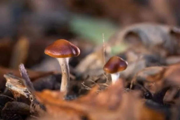 Magic Mushrooms Restore Memories and Speech for Alzheimer's Patient