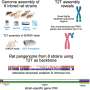Telomere-to-telomere brown rat genome could sharpen disease research models