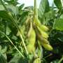 Locally grown crops could expand access to childhood malnutrition treatment