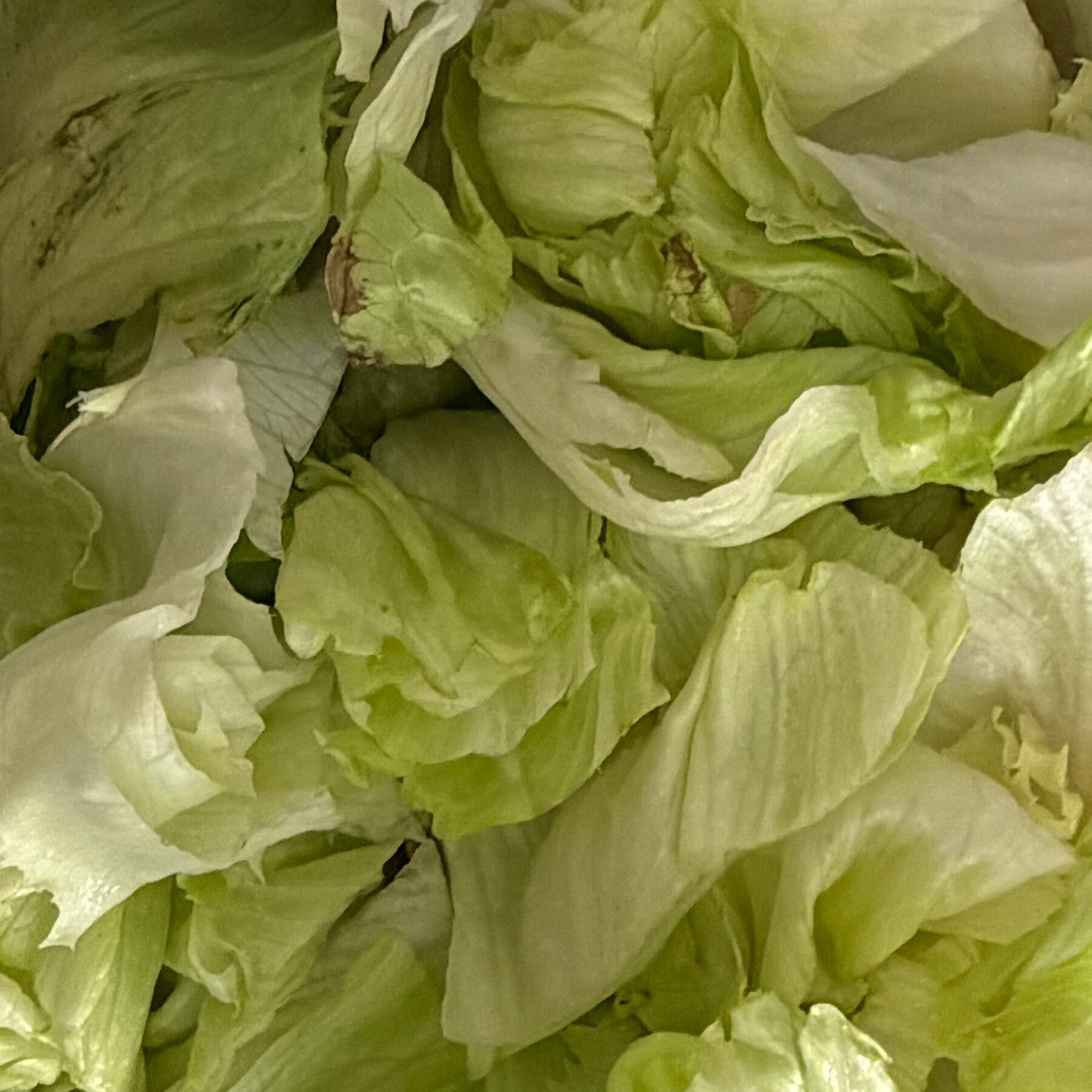 Two Deaths Linked to Cyclospora Outbreak in Michigan
