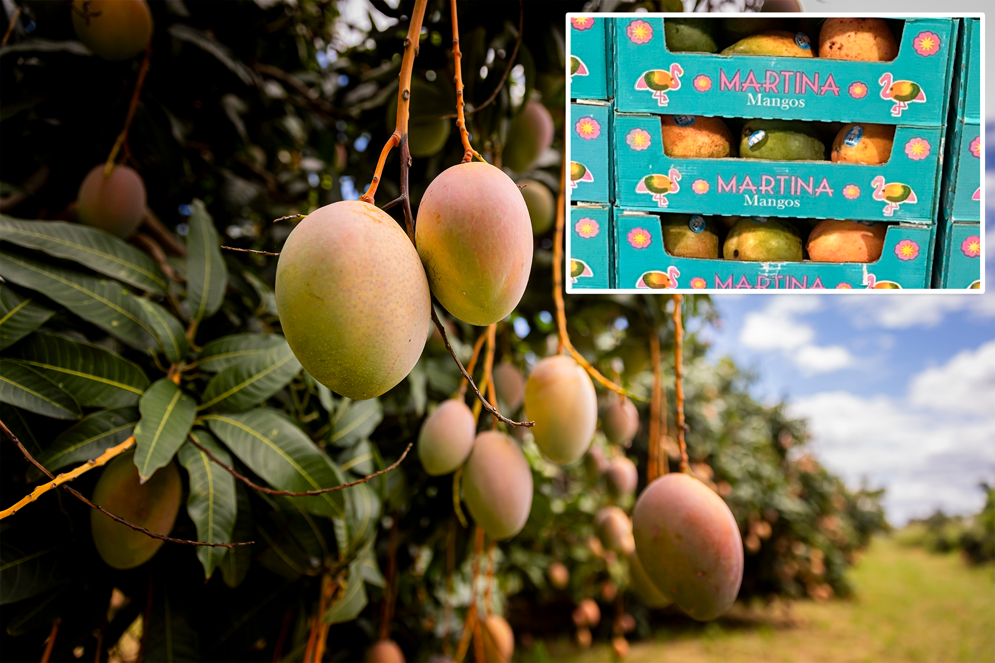 Walmart mangoes recalled over potential salmonella contamination