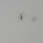 Italy sees mosquitos spread the West Nile virus farther and longer as Europe warms