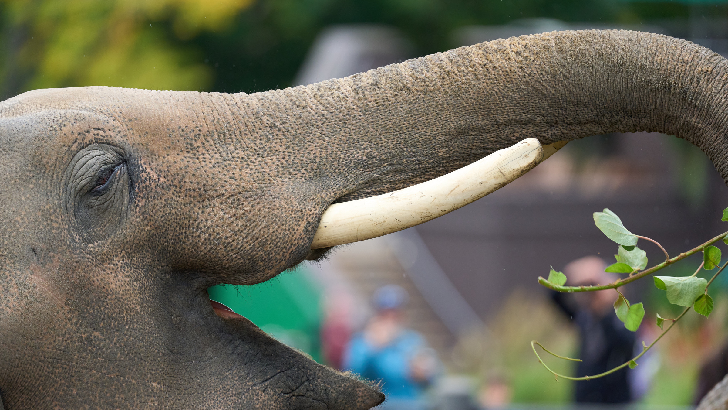 Sony FE 400mm F4.5 GM sample gallery: animals from Oregon to Montana