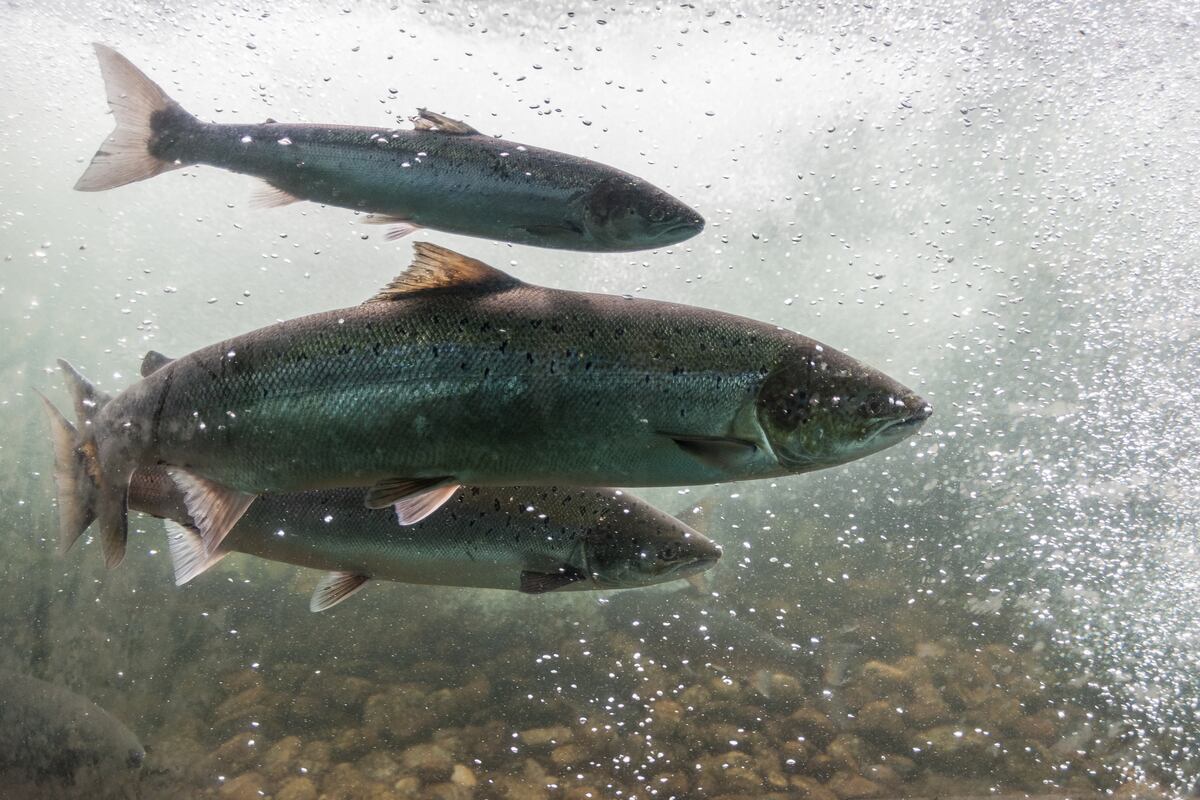 Chicken-fed salmon is coming to Irish supermarket shelves