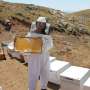 Exploring honey's anti-aging properties in human skin cells