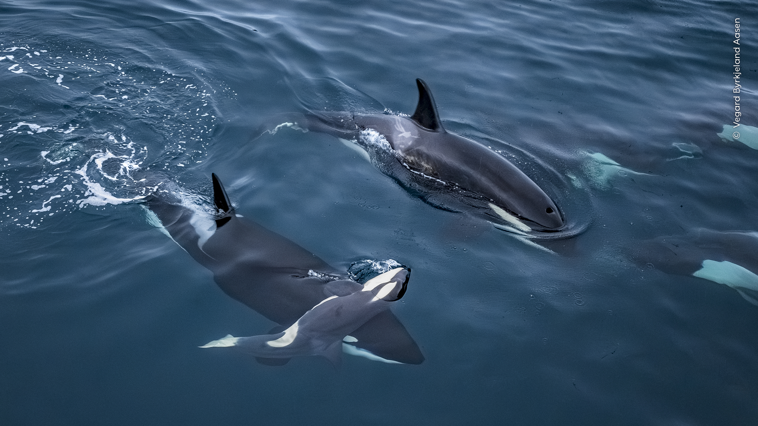 Wildlife Photographer of the Year offers a first look at its standout 2026 images