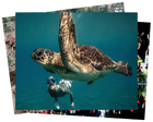 Robot fashion models and freediving with turtles: photos of the day – Tuesday