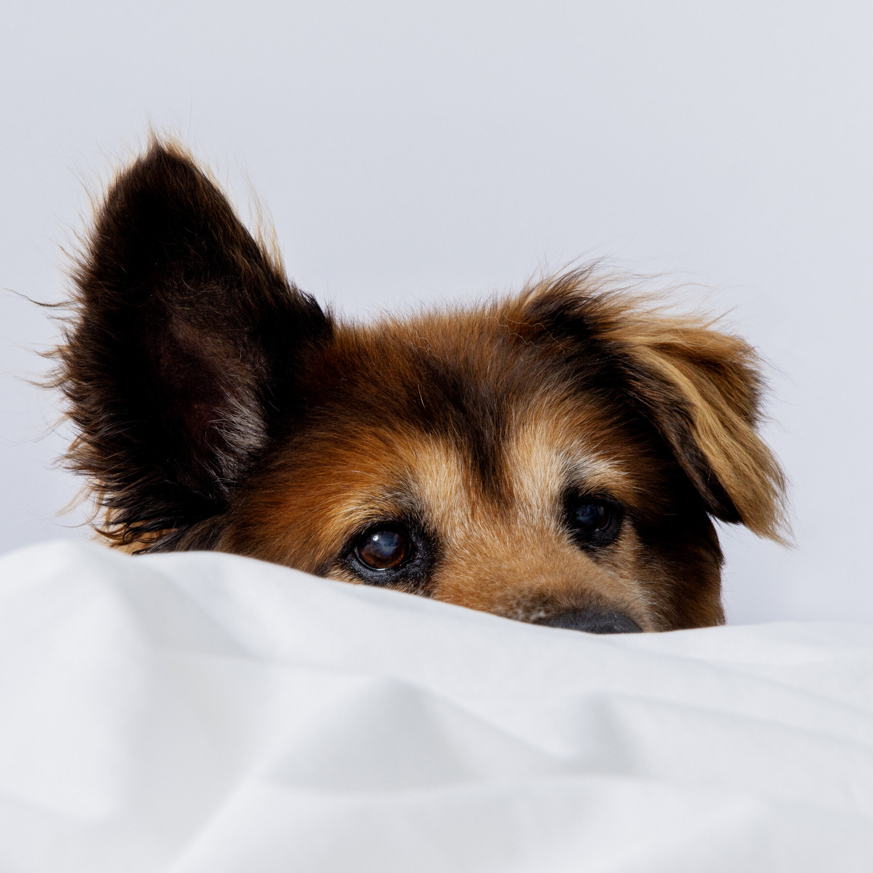 How Can I Kick My Dog Out of Bed Without Hurting Our Bond?