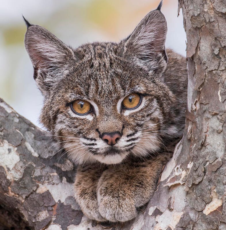 Humans Are Killing Off Bobcats. Can California Turn The Tide?