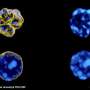 AI detects signs of aging in blood stem cells from nuclear images