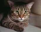 Thursday news quiz: Feral paws, language laws and a public Ariana pause