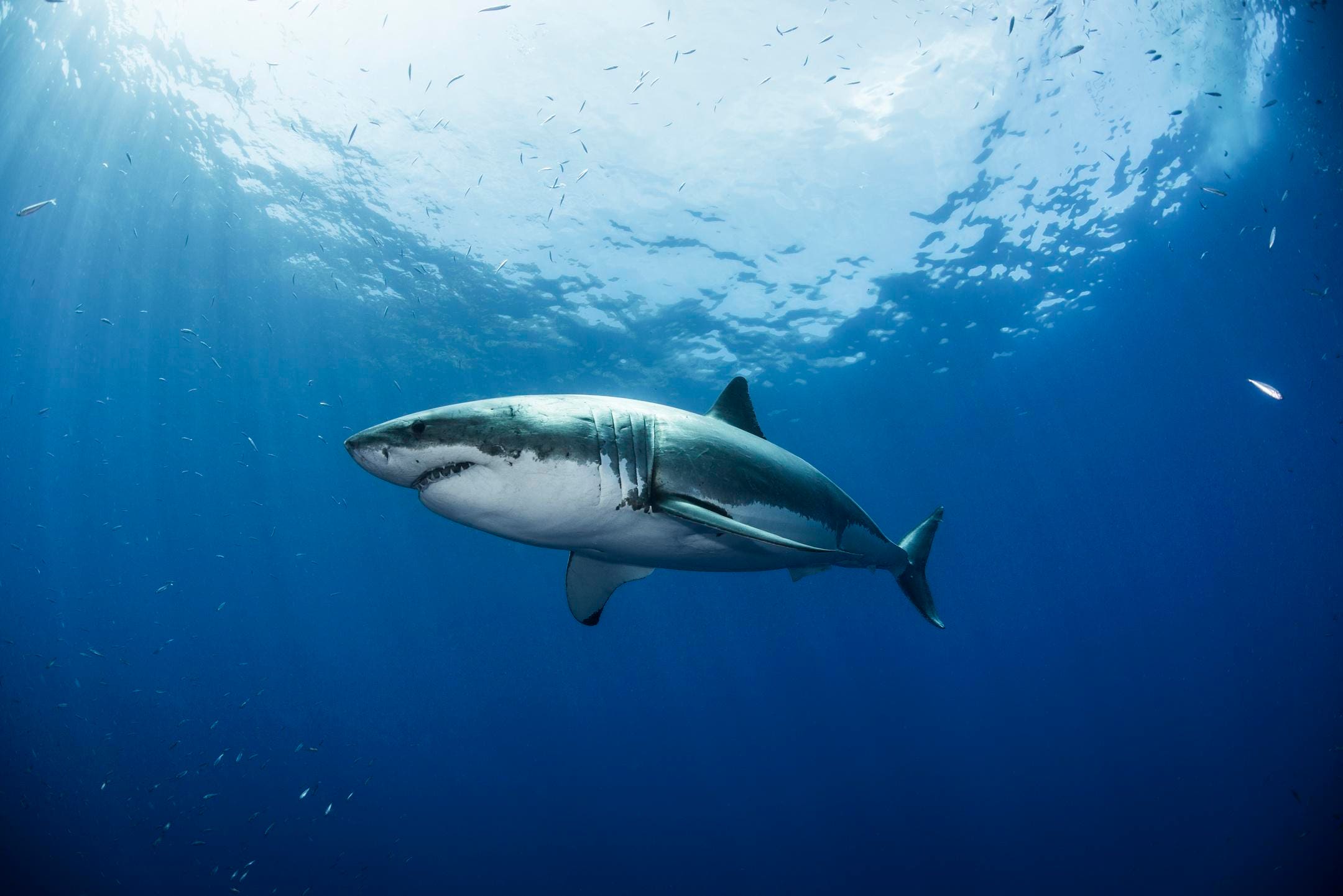 White Sharks May Be Using Gulf Reefs As Underwater Migration Highways