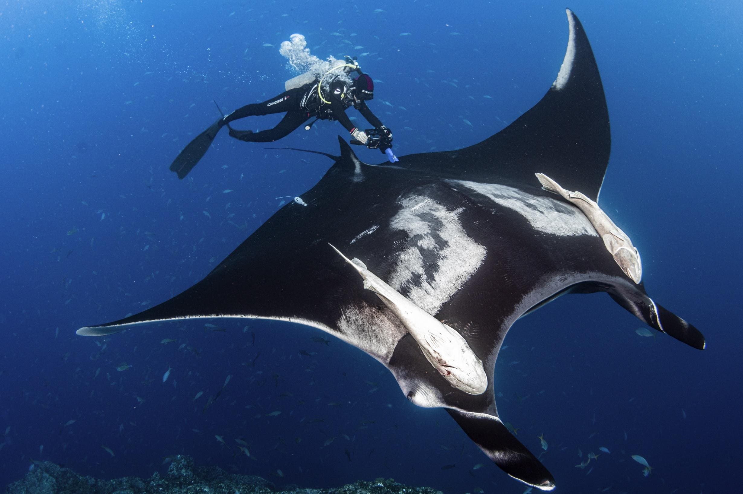 Pregnant Manta Rays Can Hide In Plain Sight, New Underwater Ultrasound Study Finds