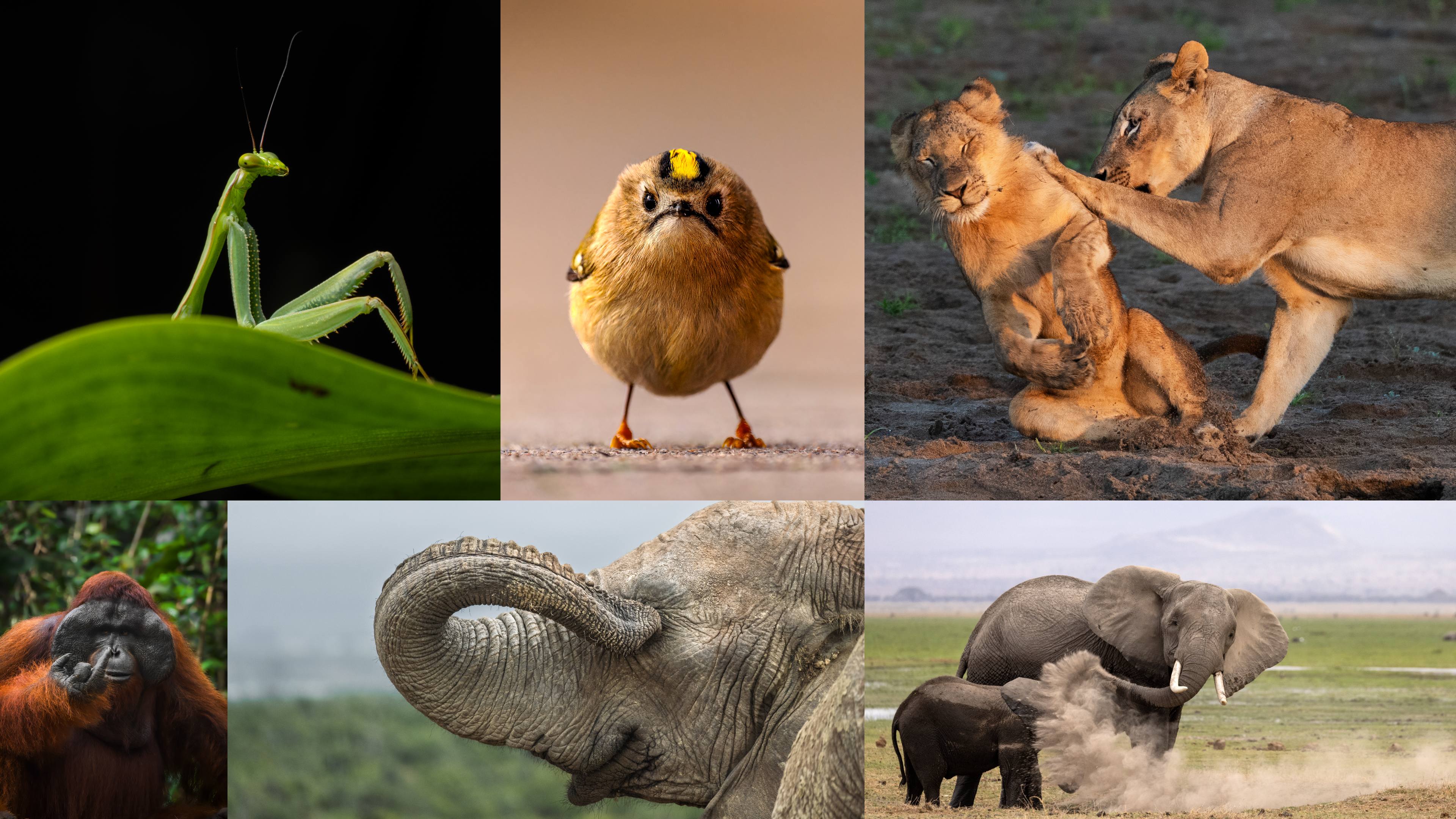 Wildlife photography’s funniest competition just hit a milestone, and the 2026 finalists are here