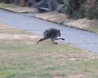 Why we’re all obsessed with Jimothy the raccoon, the internet’s animal of the moment | Elle Hunt