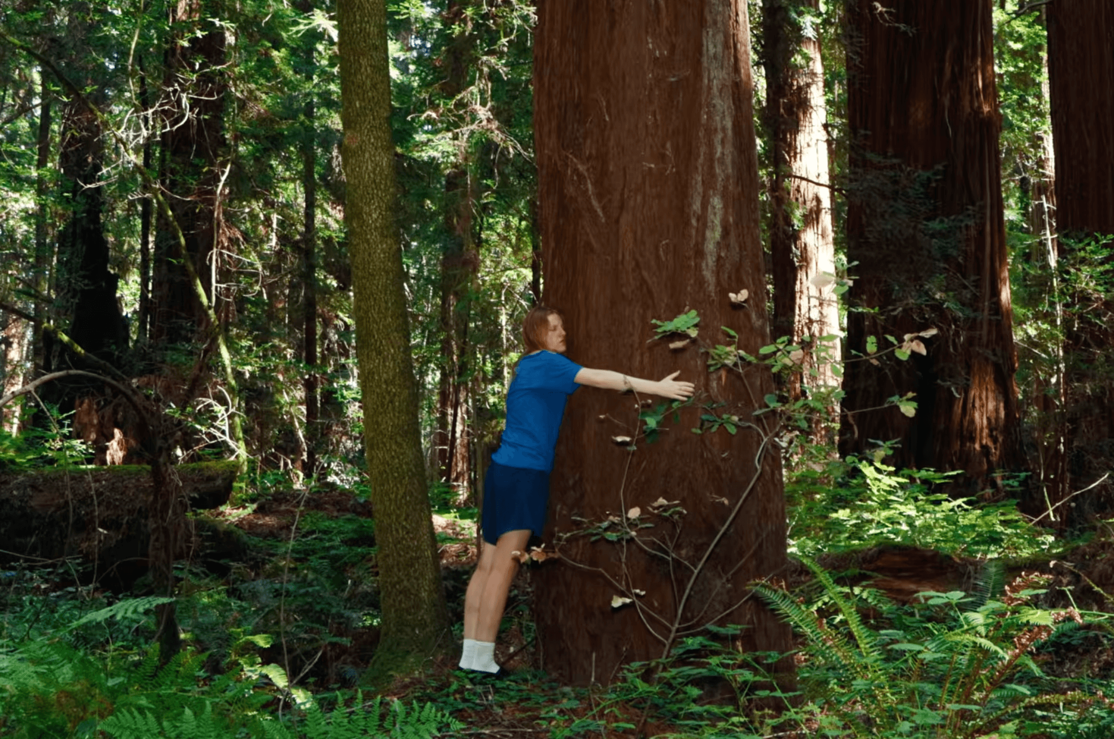 Watch Audrey Hobert Talk to a Redwood Tree in New “Phoebe” Video