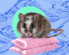 The pest I’ll never forget: the rats stood six or seven deep on the lawn beside my dormitory