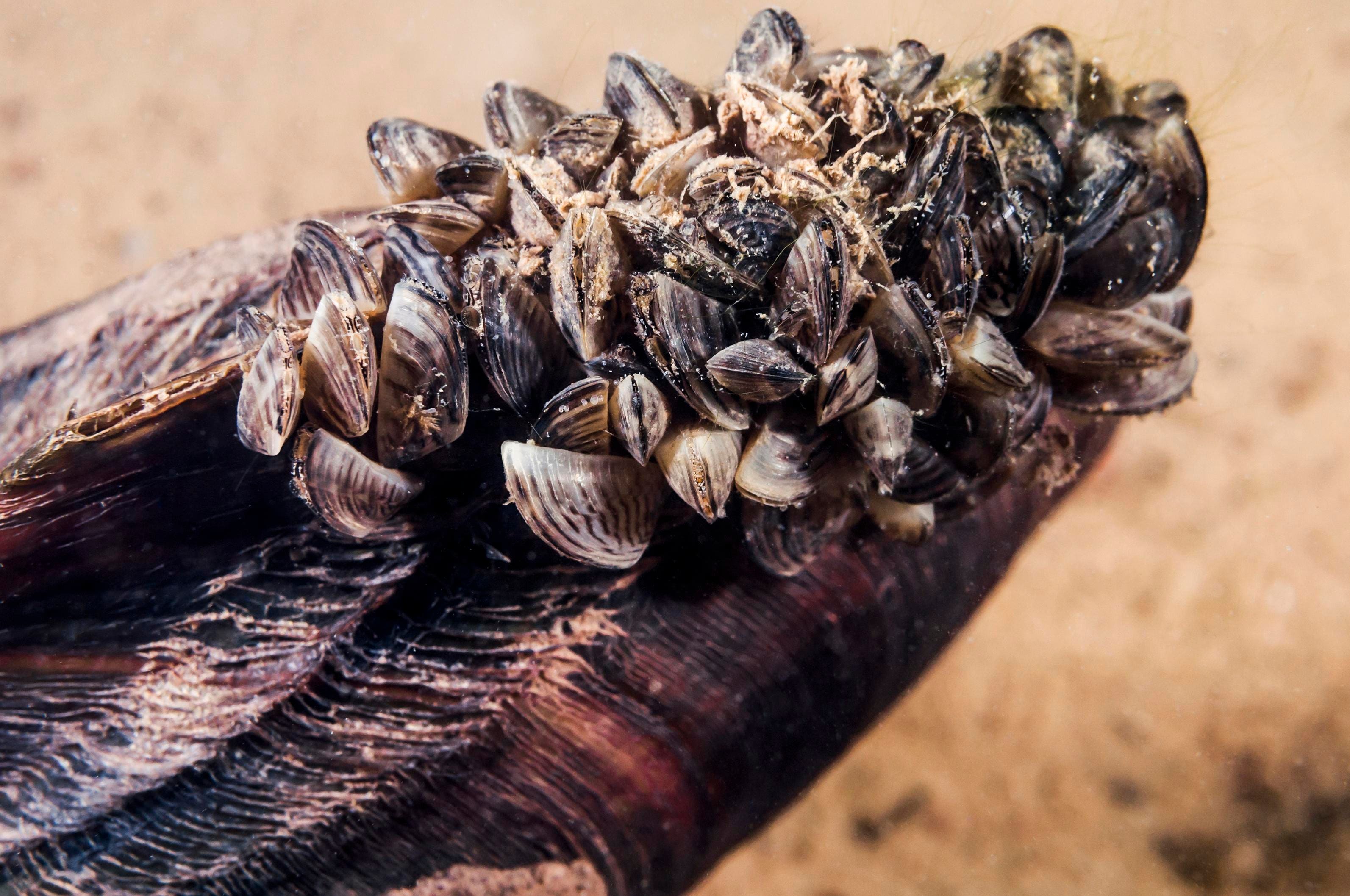 Invasive Species Cost Billions. Can Online Shoppers Cut The Losses?