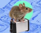 The pest I’ll never forget: I turned the toaster upside down. A mouse fell out