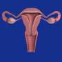 Uterine aging linked to poorer pregnancy outcomes after 49 despite donor eggs