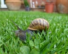 Silver linings in the garden's snail trails | Brief letters