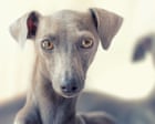Thursday news quiz: porridge prizes, tasteless T-shirts and a dog called Diesel